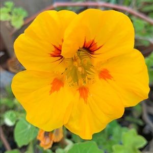 Meet your Posher, Sue